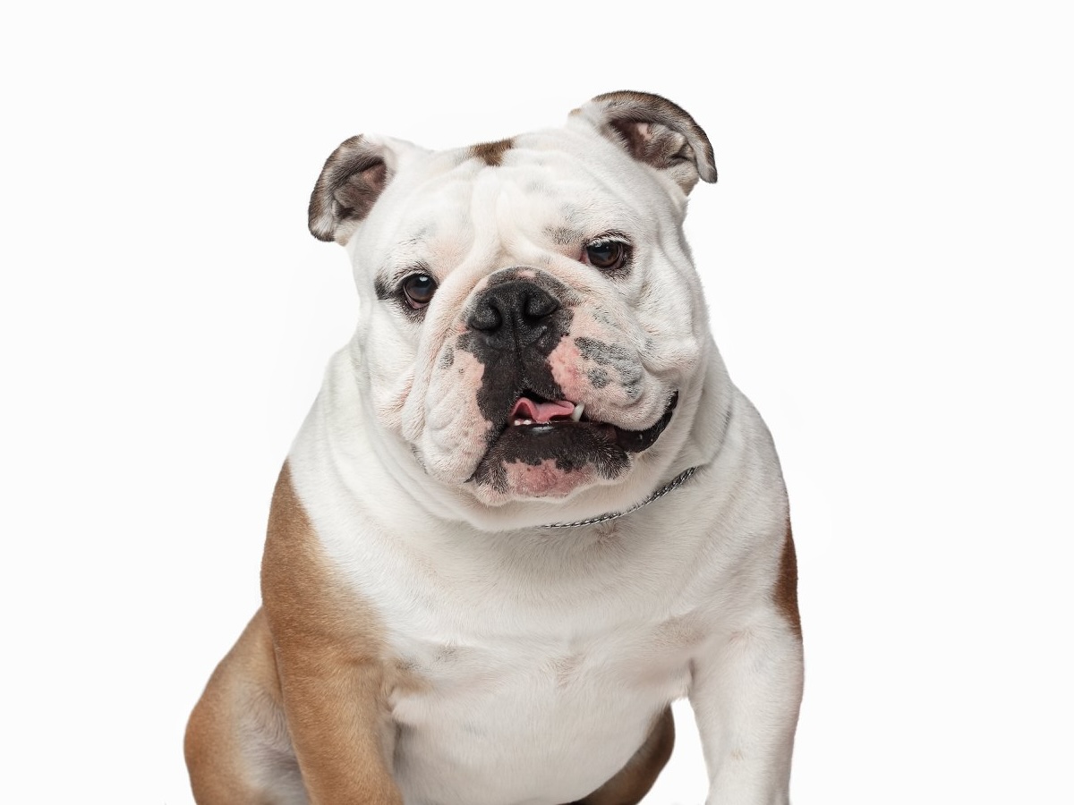 Bulldog Club Web Platform